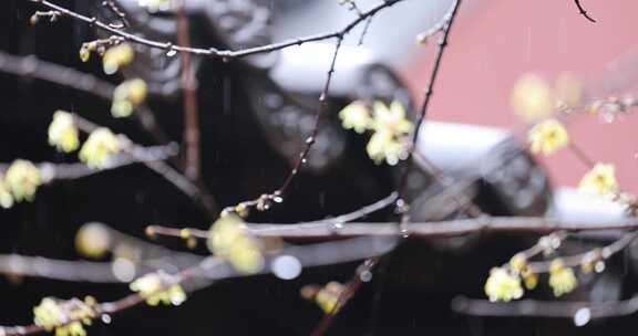 （慢镜头）杭州 古风 下雨天 屋檐 梅花