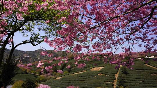 樱花树 茶园樱花美景 浪漫樱花茶园