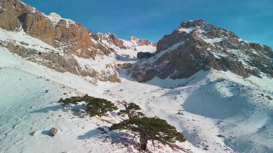 雪山松树自然风光