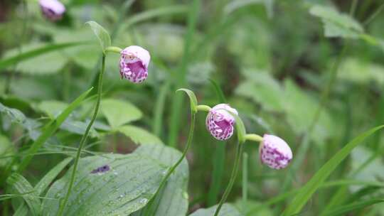 珍稀野生药用植物：斑花杓兰