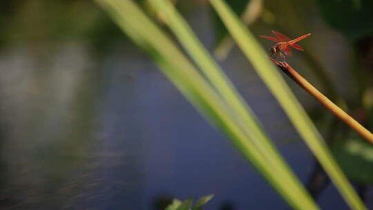 红色蜻蜓站立柱头水面倒影闪烁【10bit】