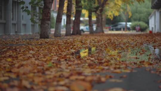 秋雨后的落叶视频素材模板下载