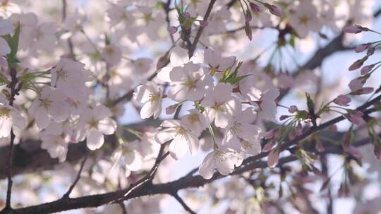 实拍杭州三月春天樱花盛开-樱花特写视频素材模板下载