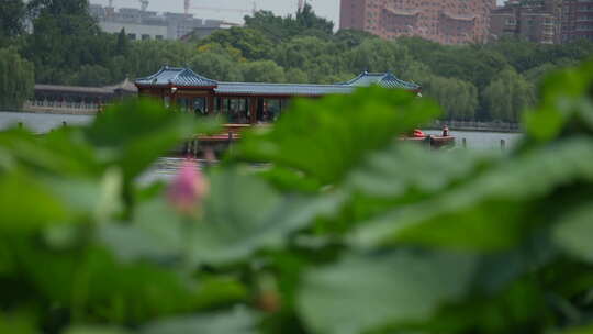 济南大明湖风景名胜区夏季风光