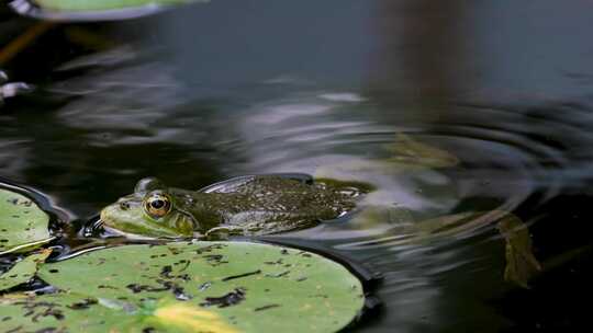池塘里的青蛙浮出水面视频素材模板下载