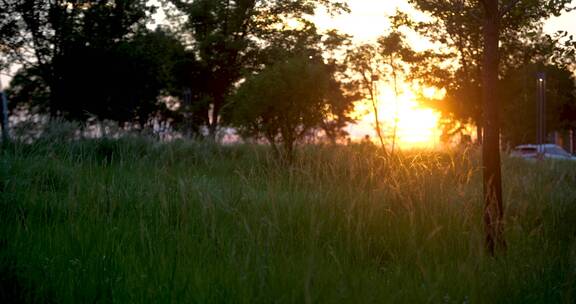 4k傍晚阳光透过草地