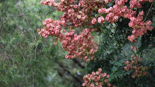 栾树，栾树花