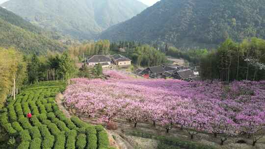 福建福安穆阳穆云玉林桃花