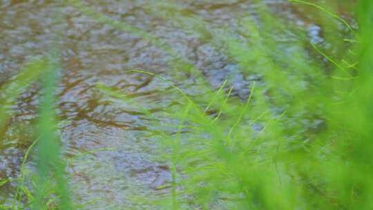 水青苔山泉水流水滴水风景森林自然大自然水