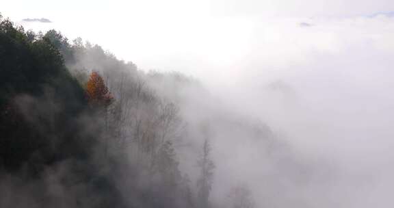 高山森林晨曦云海晨雾生态环境航拍