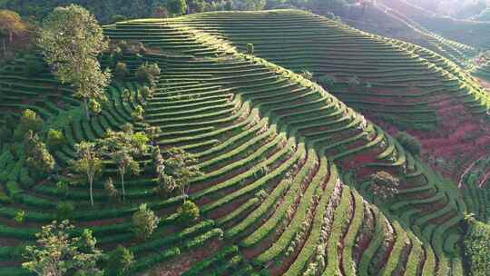 茶山航拍