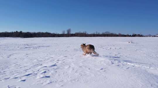 郊狼跑过雪地