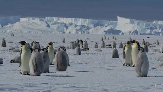南极企鹅