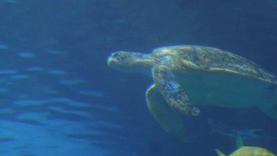 【镜头合集】深海海龟乌龟水龟海底