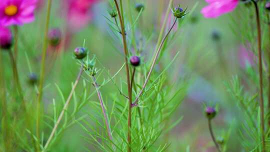 格桑花合集 格桑花海 野花盛开 格桑花升格