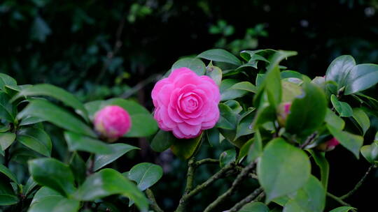 春天花园山茶花