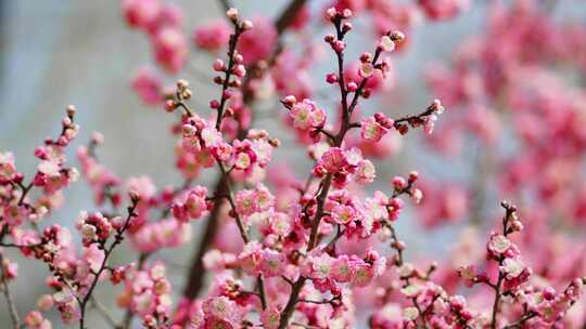 春天梅花鲜花盛开勃勃生机画面