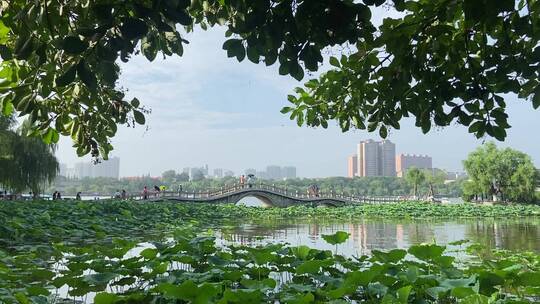 济南5A级景区大明湖，夏季荷花盛开风景怡人