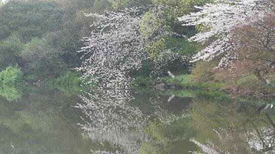 杭州西湖景区花港观鱼雾景