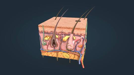 医学 三维 动画 皮肤 皮下组织 皮脂腺