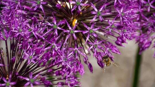 站在紫花上的蜜蜂