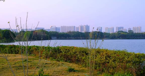 广州海珠湖公园草地与城市建筑景观