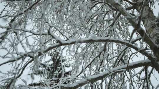 被雪覆盖的树枝特写