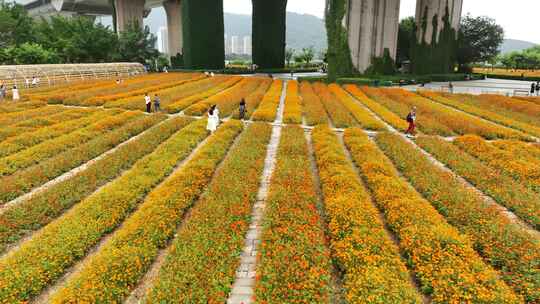 航拍福建福州城市花海公园