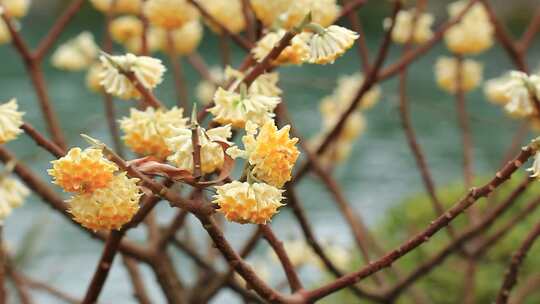 春天盛开的淡黄色结香花实拍素材