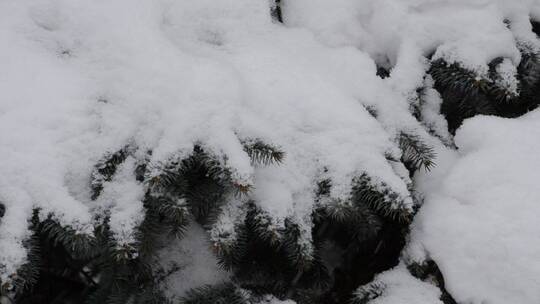 落在花园上的厚厚的雪视频素材模板下载