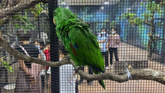 济南科技馆热带雨林动物、植物展览