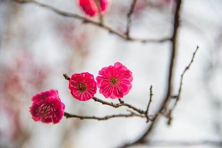 春联的祝愿 祝福 温馨 新春 春节 传