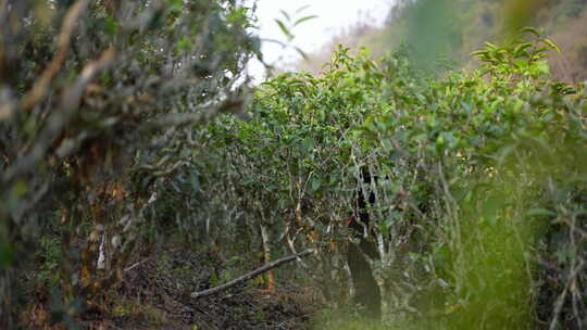 茶树采茶古茶林茶园茶叶视频素材模板下载