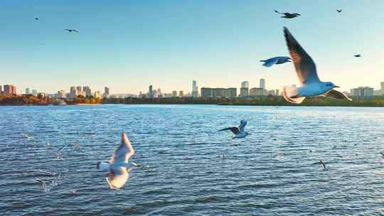 城市湖滨海鸥飞翔视频素材模板下载