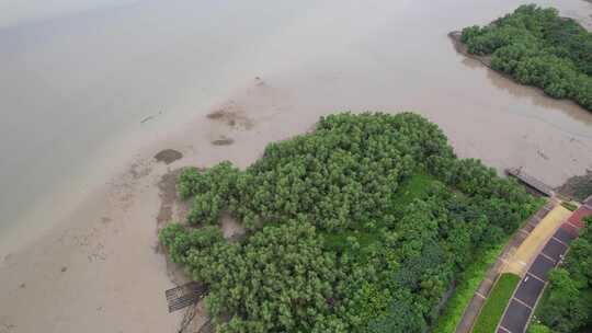 海湾滩涂边的无瓣海桑树航拍