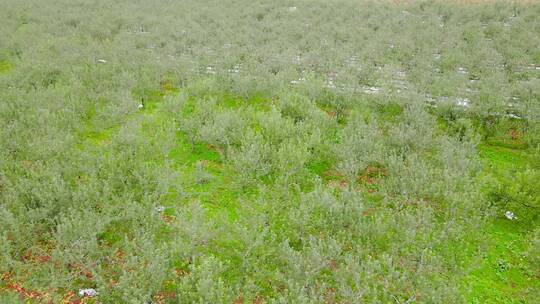 洛川苹果产地