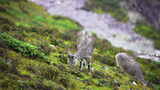 山川草原上的岩羊高清在线视频素材下载
