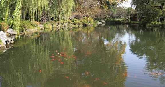 杭州西湖花港观鱼风吹柳条 锦鲤游动