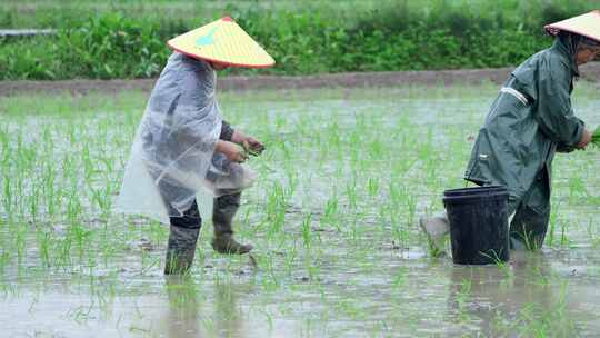 农民插秧