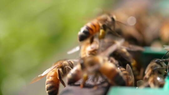 微距特写慢镜头春天的蜜蜂
