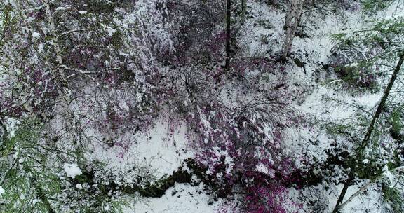 航拍雪压杜鹃（五月末杜鹃花开时普降瑞雪）