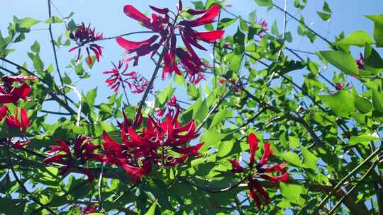 龙牙花牙花花朵花象牙红龙芽花