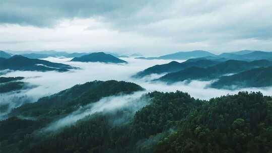 雾气缭绕森林大自然生态宣传片原始森林树林