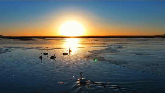 夕阳的湖面上的野生天鹅