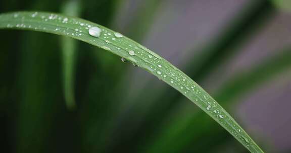 春雨雨水雨滴水珠绿叶随风摇曳清新唯美