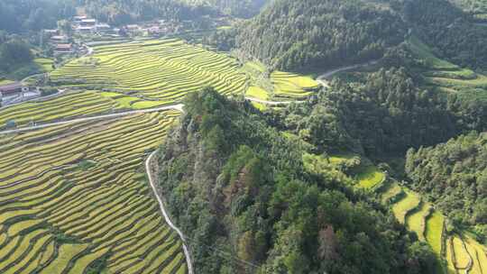 航拍金秋时节金黄稻田梯田风光