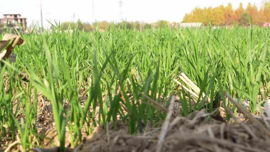 麦苗 田地 绿色 植物 农业作物 自然生态