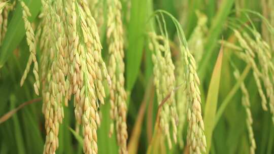 水稻稻谷禾苗素材