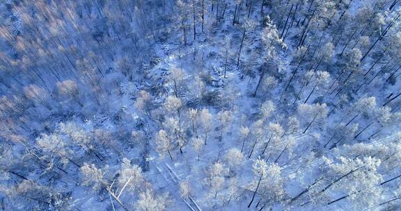 航拍林海雪原雪林雾凇