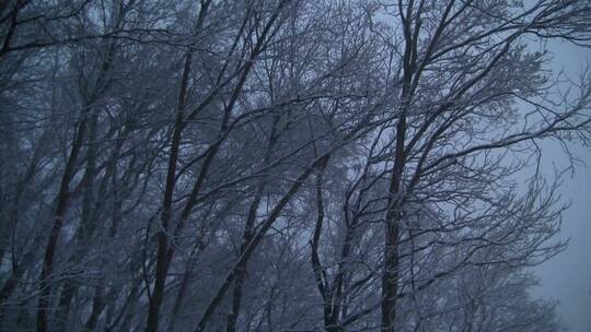 仰拍冬天白雪覆盖的树